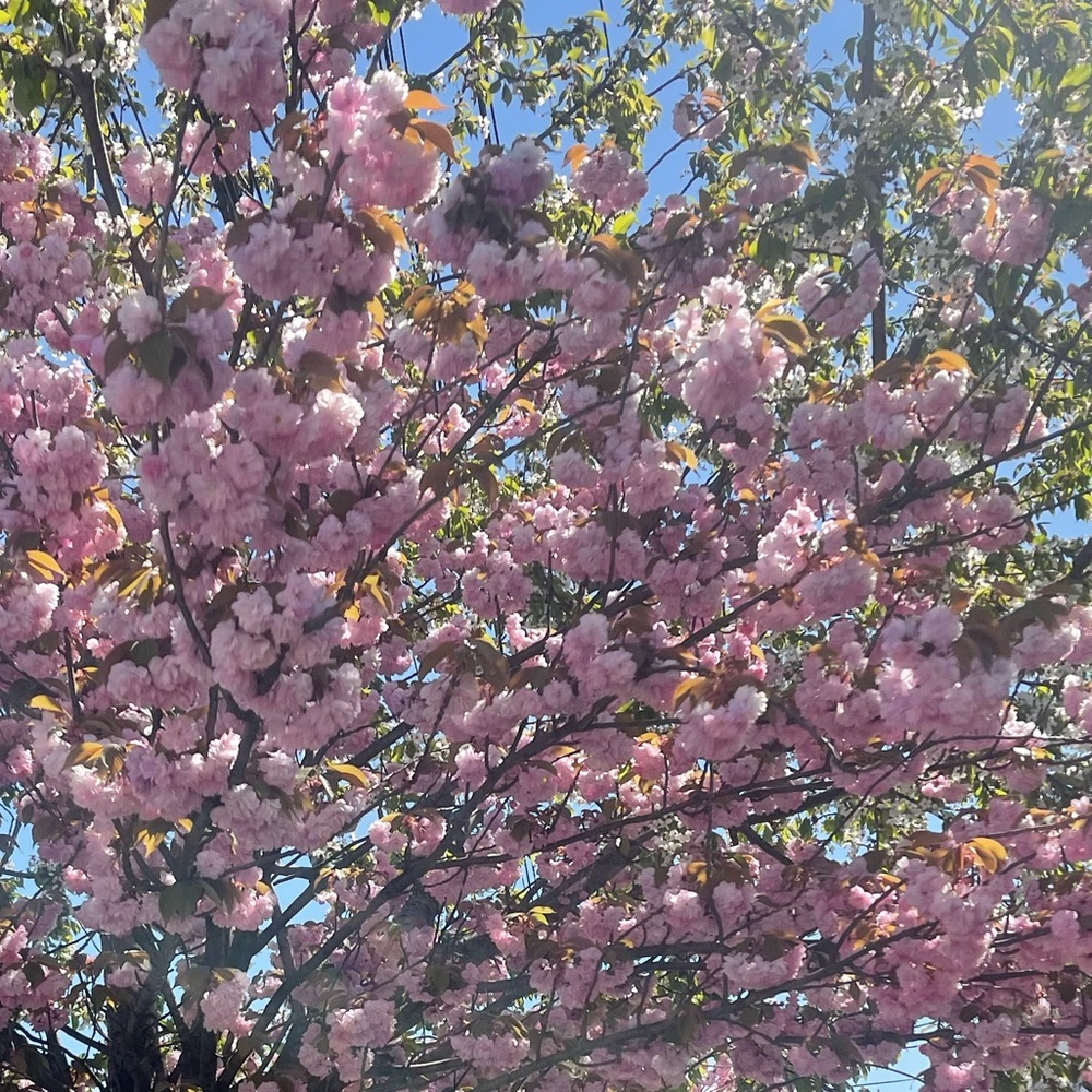 Meet your Posher, Lynn